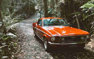 Red car in the jungle